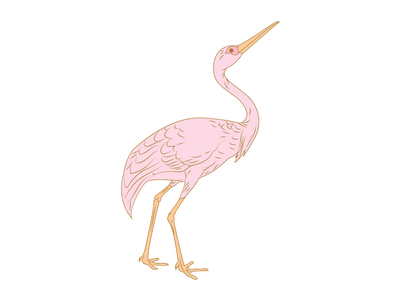 crane bird