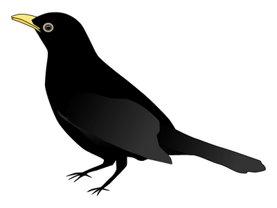 crow bird