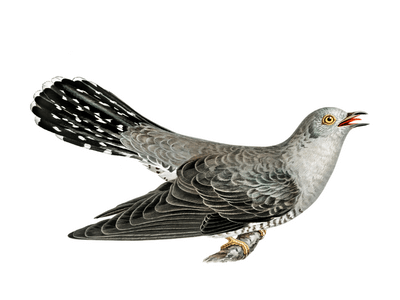 cukoo bird