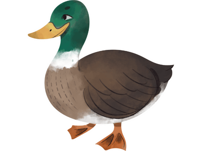 duck bird