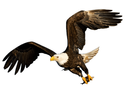 eagle bird