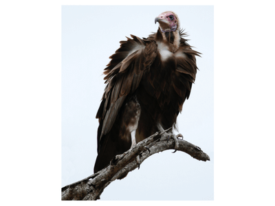 egyptian vulture bird