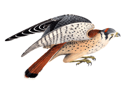 falcon bird