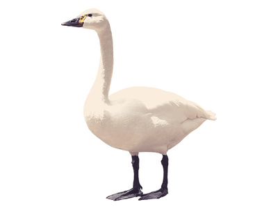goose bird
