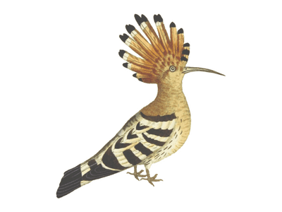 hoopoe bird