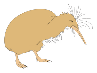 kiwi bird