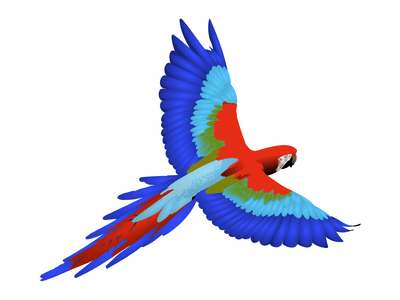 macaw bird