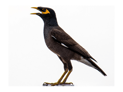 mynah bird