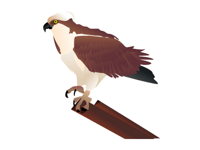 osprey bird