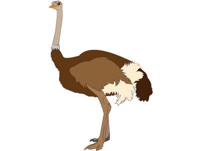 ostrich bird