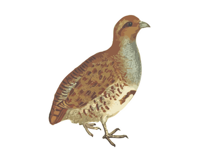 partridge bird