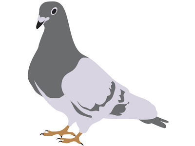 pigeon bird