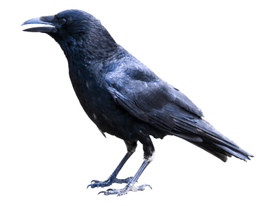 raven bird