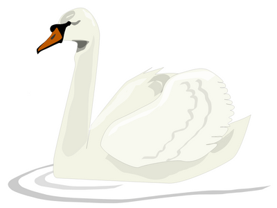 swan bird