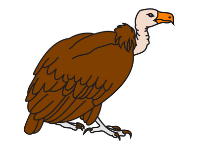 vulture bird