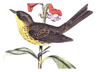 warbler bird